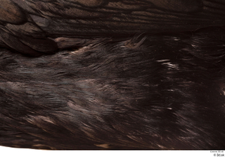 Double-crested cormorant Phalacrocorax auritus back body feathers wing 0001.jpg